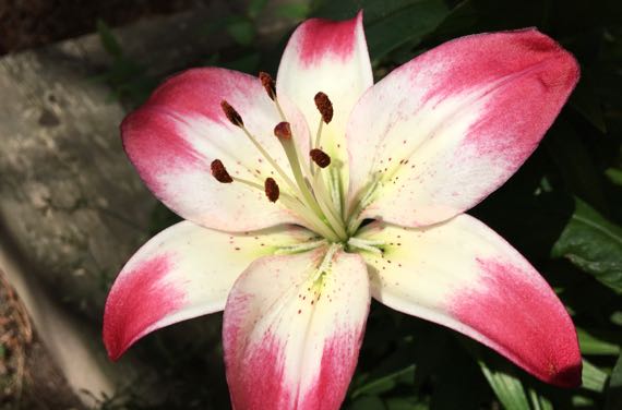 Red white lily