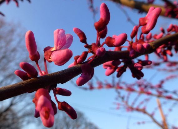 Redbud almost open