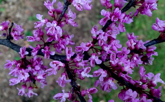 Redbud blooms perfect