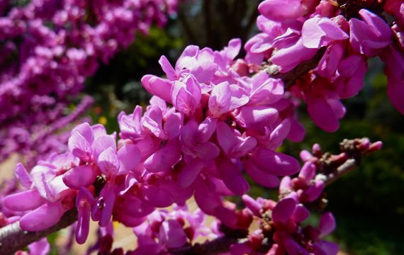 Redbud emergence 2011