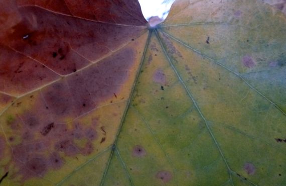 Redbud leaf becoming autumnal