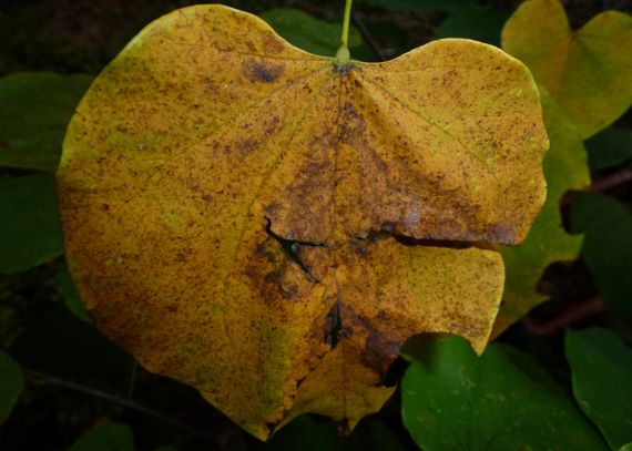 Redbud leaf fading 2011
