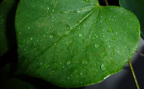 Redbud leaf raindroppy flash