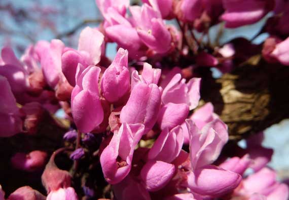 redbuds_just_opening_2010.jpg