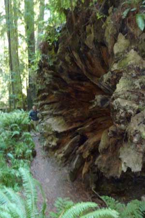 redwood_giant_tree_fall.jpg
