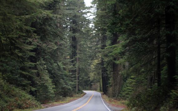 Redwoods 199
