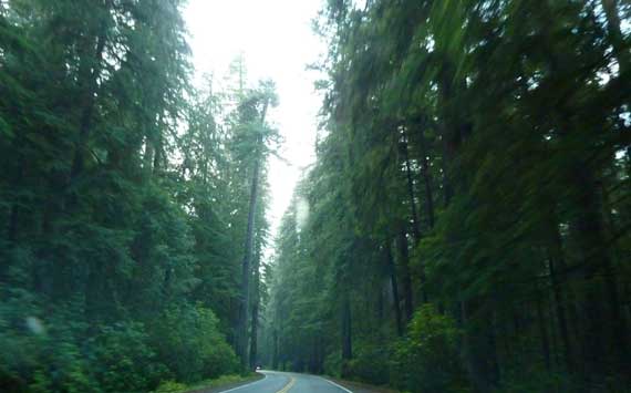 redwoods_dirty_window.jpg