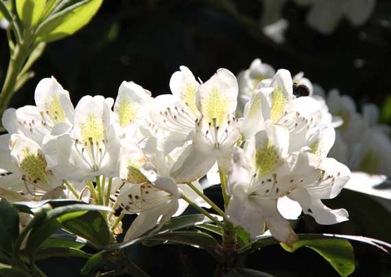 rhododendron_bloom_cluster_white_2010.jpg