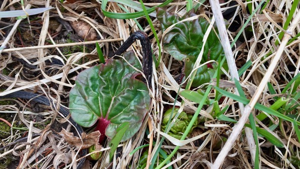 Rhubarb leaf ettes
