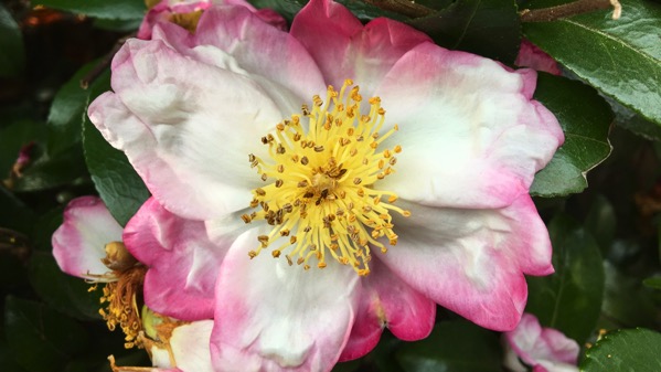 Rogue camellia