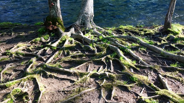 Root view
