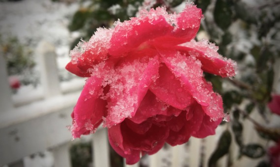 Rose a snowze