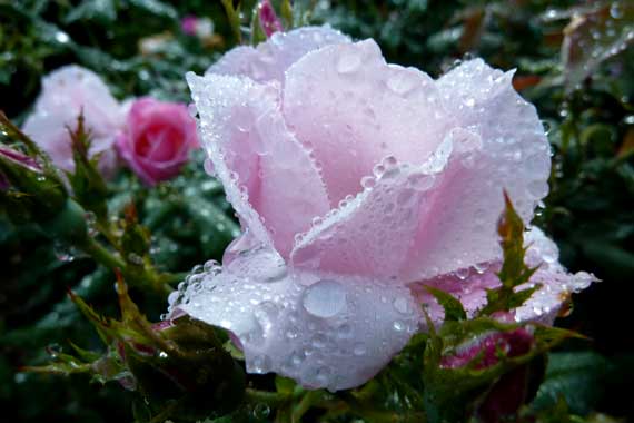 rose_rosy_well_watered.jpg