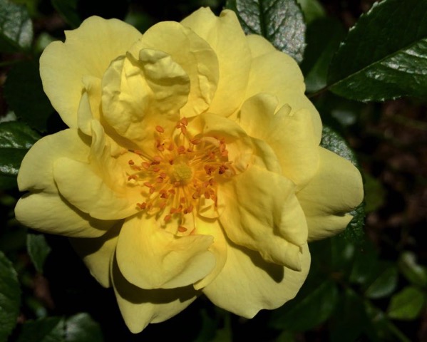 Rose soft yellow