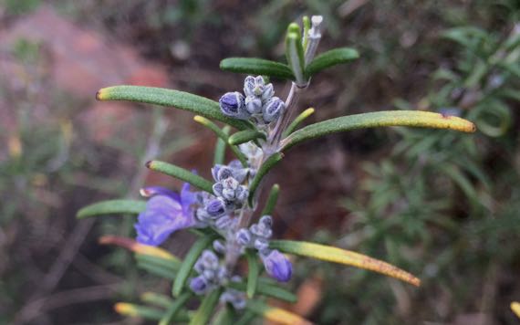 Rosemary a bloom