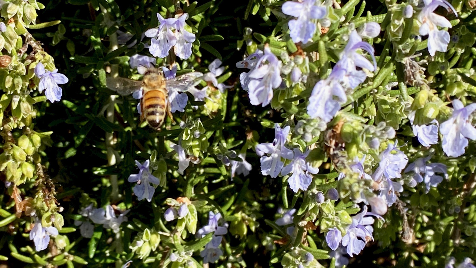 Rosemary bee