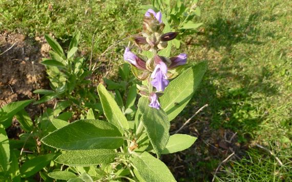 Sage in bloom on old growth 2011