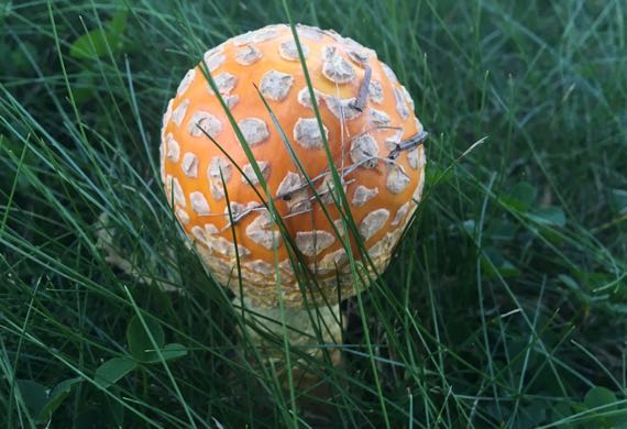 Salted mushroom