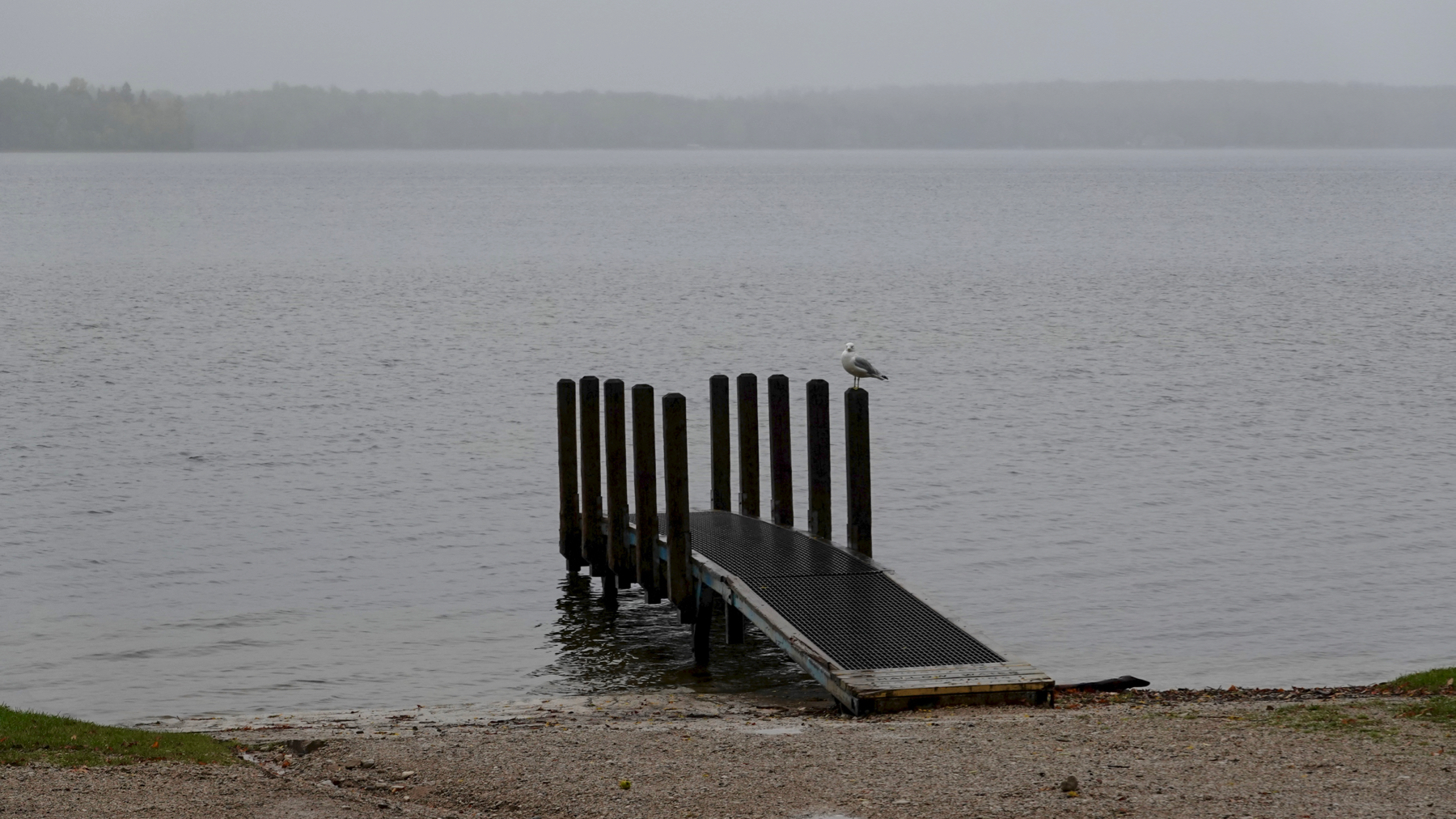 Seagull boatdock