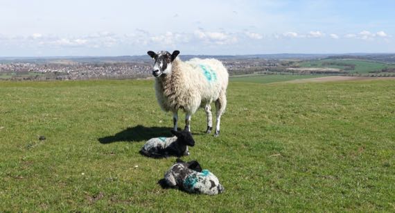 Sheep mom twins Maiden Castle