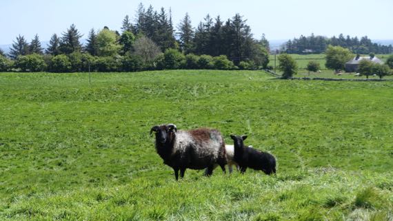 Sheep on Rathcroghan