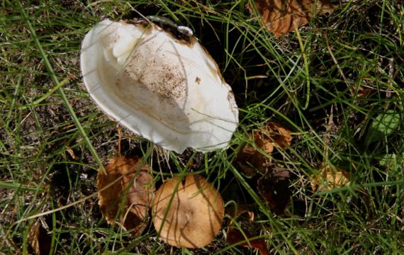 Shell shroom