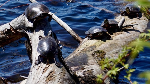 Shiny log turtles