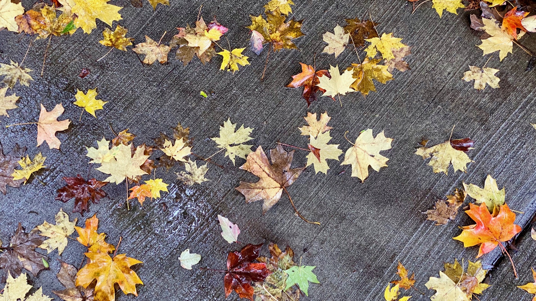 Sidewalk leaves