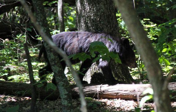 skyline_drive_black_bear.jpg