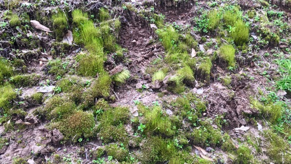 Slope moss