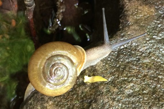 Snail a moving