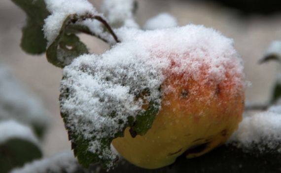 Snow apple