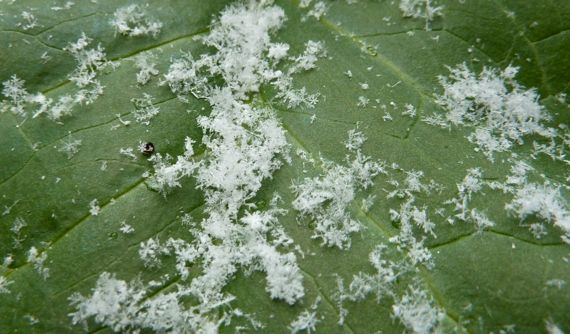 snow_on_ Arum_maculatum_leaf.jpg