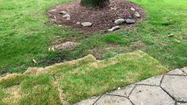Sod project