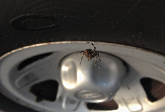 Spider n web on tire