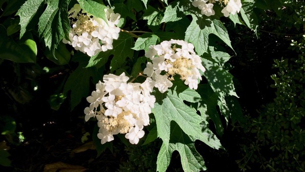 Spotlit hydrangea