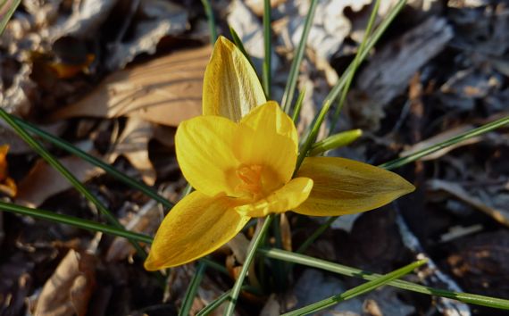 Spring yellow gold flower