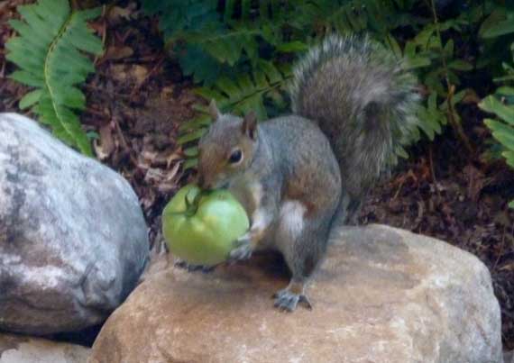 squirrel_tomato_thief.jpg