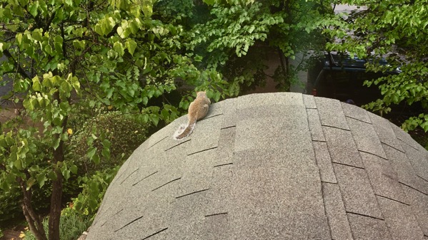Squirrel watching
