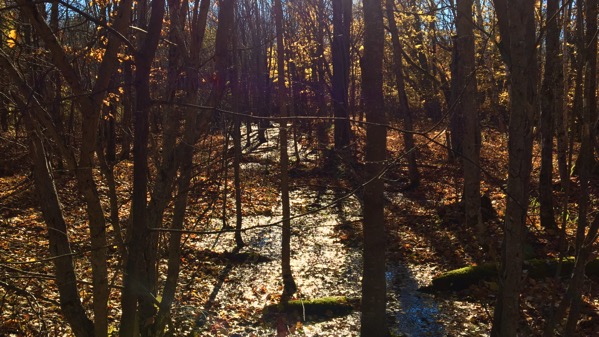 Standing water woods