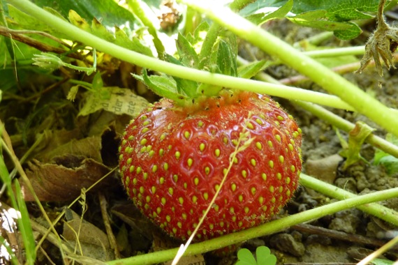 strawberry_in_Botanists_habitat.jpg