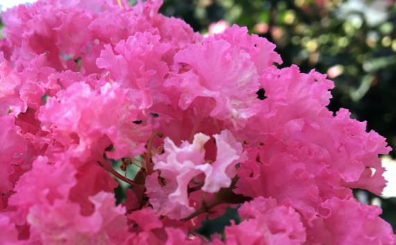 Strong pink crepe myrtle blossoms