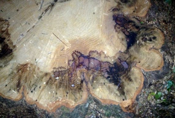 Stump top dying rings