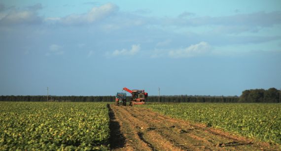 Sugar beet harvest grab