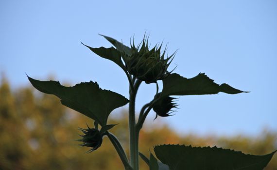 Sunflower unopened silh against sky