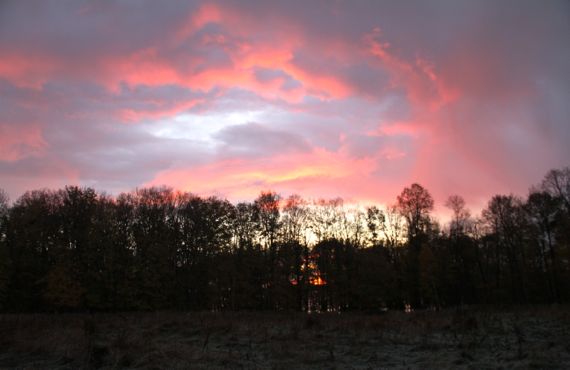 Sunrise behind woods