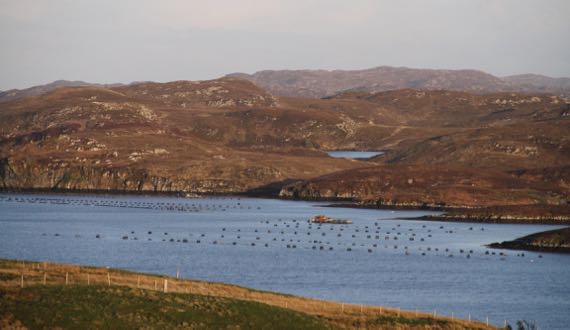 Sunsetish mussel farm