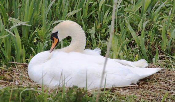 Swan babe