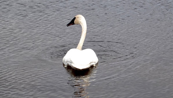 Swan back