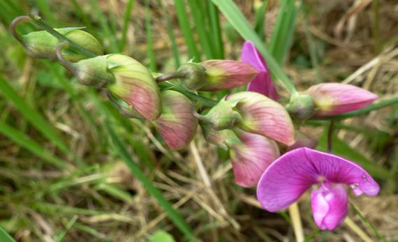 Sweet pea buds blooms